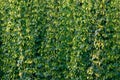 Detail of hop field before harvest Royalty Free Stock Photo