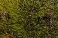 Background of the detail of several wild green plants in the middle of the forest on a sunny and hot summer day