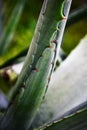 Detail spiky green leaves aloe vera