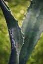 Spiky green leaves aloe vera