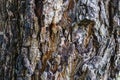 Background details of the bark of trees.