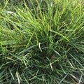 background of dew drops on bright green grass