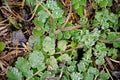 Background dew drops on bright green grass after rain. Wet grass closeup with water drops after rain. Fresh plants Royalty Free Stock Photo