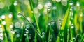 Background of dew drops on bright green grass with sun beam. Bright natural bokeh. Soft focus. Abstract creative background . Royalty Free Stock Photo