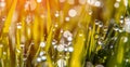 Background of dew drops on bright green grass with sun beam. Bright natural bokeh. Soft focus. Abstract creative background . Royalty Free Stock Photo