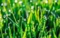 Background of dew drops on bright green grass with sun beam. Bright natural bokeh. Soft focus. Abstract creative background . Royalty Free Stock Photo