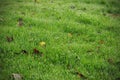 Background of dew drops on bright green grass Royalty Free Stock Photo