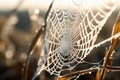 Background dew trap spider spiderweb web wet macro net closeup morning nature Royalty Free Stock Photo