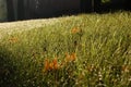 Background of a dewy grass in a sunny morning