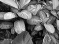 Dieffenbachia seguine green paddle shaped leaves in black and white