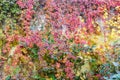 Background of different climbing plants with autumn leaves on wall