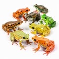 Background from different colorful frogs on white, many different types of amphibians zoological biology