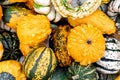 Background of different decorative small pumpkins.