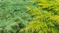 Background of different junipers shrubs Royalty Free Stock Photo