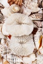 Background of from different types of sea shells