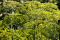 Background dill closeup