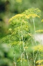 Background with dill umbrella closeup. Garden plant. Fragrant dill on the garden in the garden