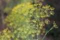 Background with dill umbrella closeup