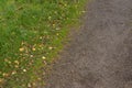 Background of dirt path and green lawn with fallen autumn leaves