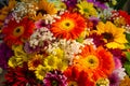 Background of diverse and colorful flowers