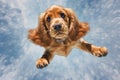 background dog pet cute animal doggy small fly white jump purebred. Generative AI.