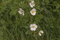 Background of a dog rose plant with delicate pink flowers Royalty Free Stock Photo