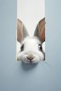 Background domestic mammal pet rabbit bunny young white cute animals easter fur fluffy Royalty Free Stock Photo