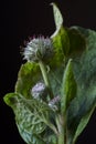 Background with downy burdock, woolly burdock, Arctium tomentosum