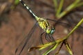 Dragonfly background Wallpaper Royalty Free Stock Photo