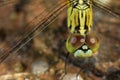 Dragonfly background Wallpaper Royalty Free Stock Photo