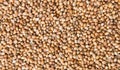 Background of dried coriander seeds Royalty Free Stock Photo
