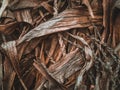 Background of dried corn cobs and leaves Royalty Free Stock Photo