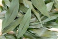 Background from dried leaves of May lily Convallaria majalis L.. Medicinal plant raw materials