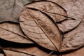 Background with dried leaves from natural forest. Lines of plant leaf. Texture of many dry tree parts