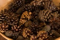 Background of dried natural pine cones