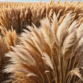 Background with dried pampas image