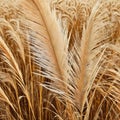 Background with dried pampas image
