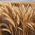 Background with dried pampas image