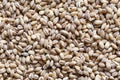 Background of dried pearl barley. Royalty Free Stock Photo