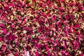 Background of dried petals of rose. Dry clover flower tea. Royalty Free Stock Photo
