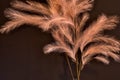 Background dried pink pampas grass stylish modern decoration, dried grass for modern home interior texture