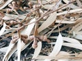 Background of dried plants