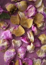 Background with dried rose petals. Floral texture. Dried roses. Royalty Free Stock Photo