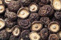 Background of dried shiitake mushrooms Royalty Free Stock Photo