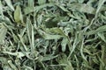 background of dried stevia Royalty Free Stock Photo