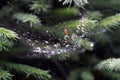 Background of the drops of dew on a spider web. Dew on spider web. Morning dew in a cobweb. After a night of rain Royalty Free Stock Photo