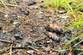 Fir cones in the forest on the road Royalty Free Stock Photo