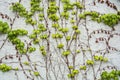 A background with dry brown and light green fresh grape branches and leaves rising on a white rough painted wall Royalty Free Stock Photo