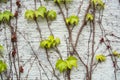 A background with dry brown and light green fresh grape branches and leaves rising on a white rough painted wall Royalty Free Stock Photo