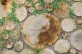 Background of dry chopped wood logs. Stumps background. Wood. Green grass background. Copy space banner Royalty Free Stock Photo